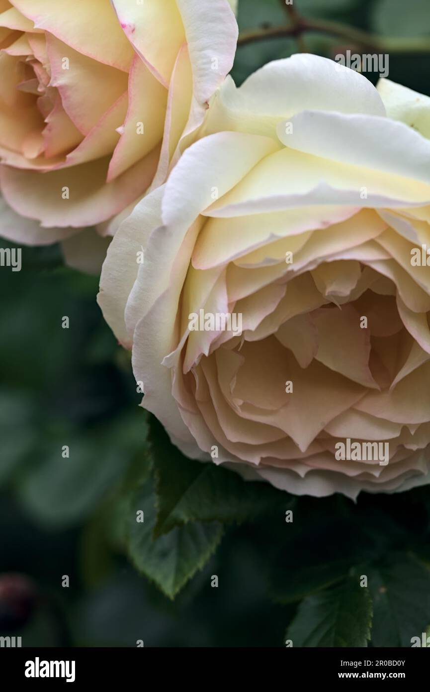 Pink english roses in bloom in a bush seen up close Stock Photo - Alamy