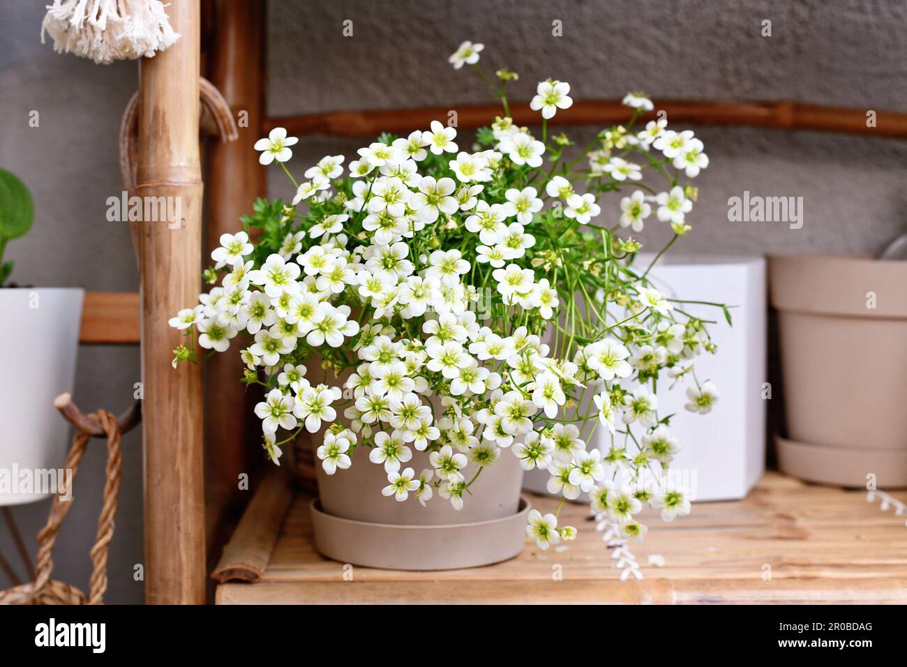 Potted 'Saxifraga x Arendsii White Pixie' plant with white flowers Stock Photo