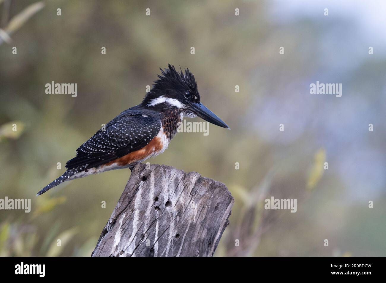 Giant Kingfisher, The Gambia, West Africa Stock Photo