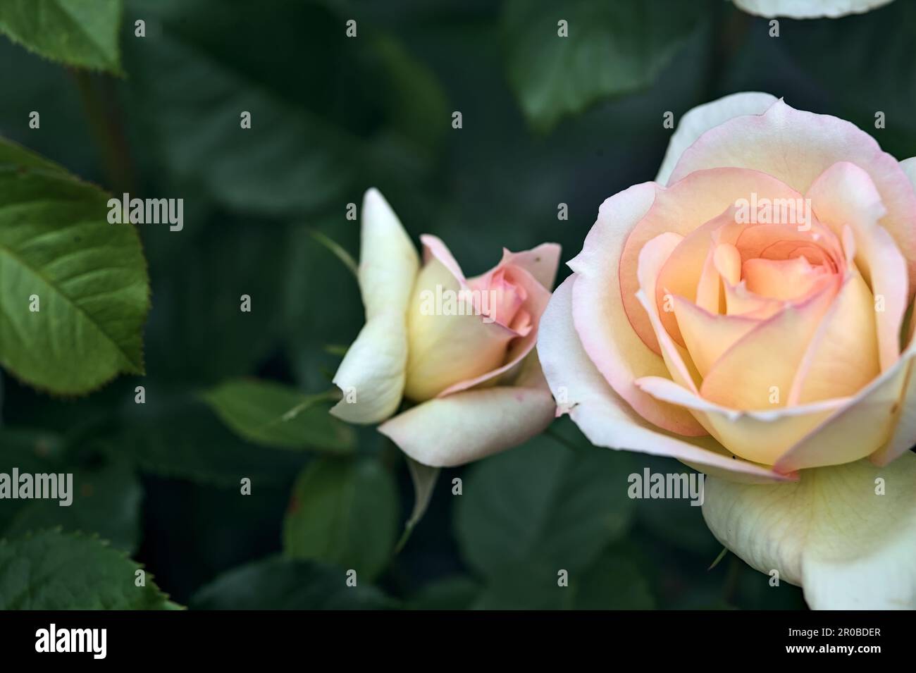 Pink english roses in bloom in a bush seen up close Stock Photo - Alamy