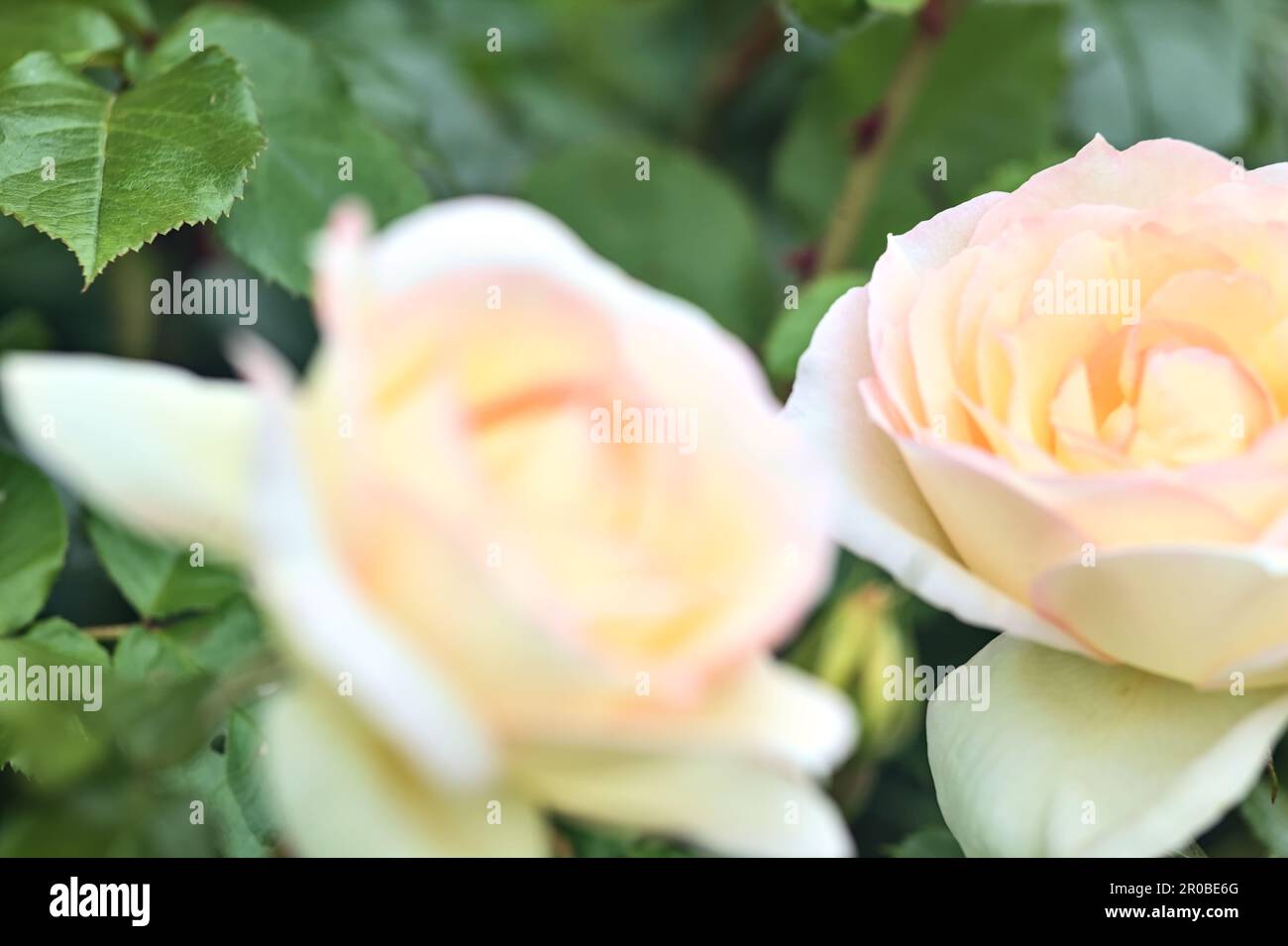 Pink english roses in bloom in a bush seen up close Stock Photo - Alamy