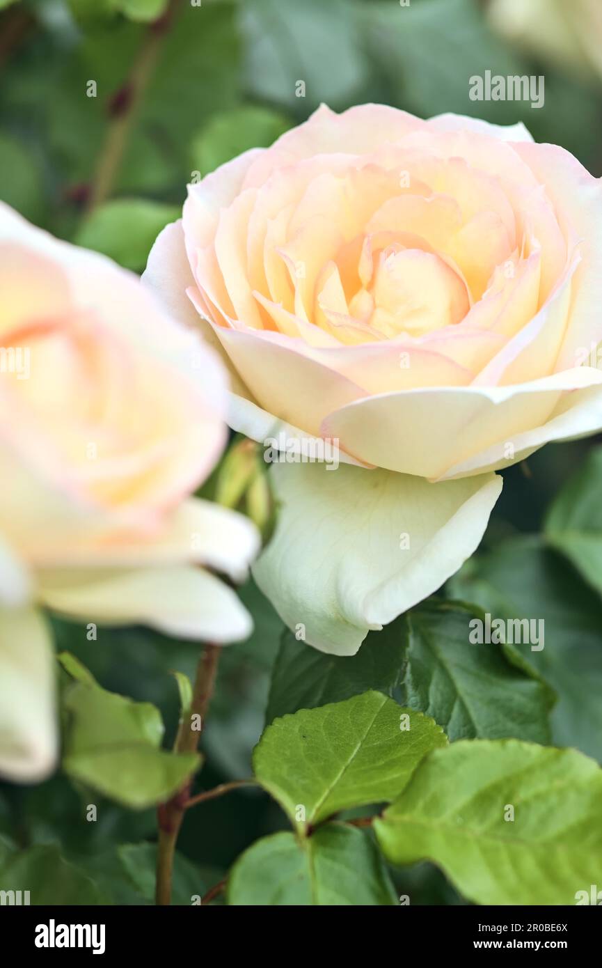 Pink english roses in bloom in a bush seen up close Stock Photo - Alamy