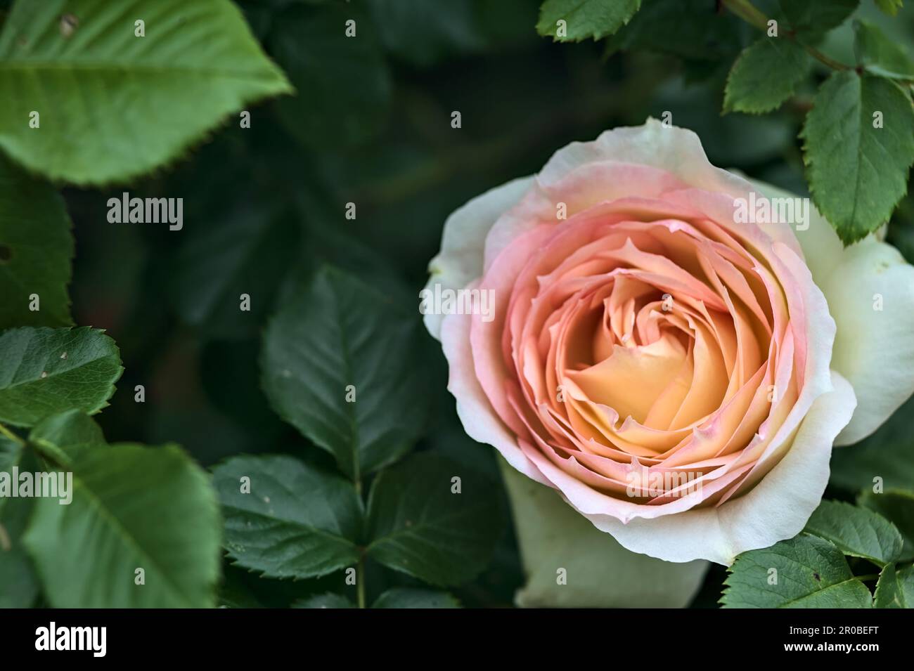 Pink english roses in bloom in a bush seen up close Stock Photo - Alamy