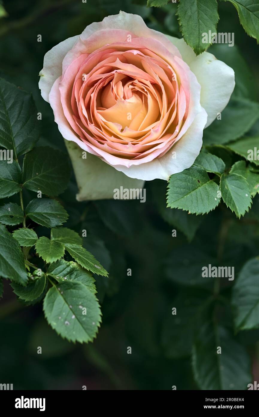 Pink english roses in bloom in a bush seen up close Stock Photo - Alamy