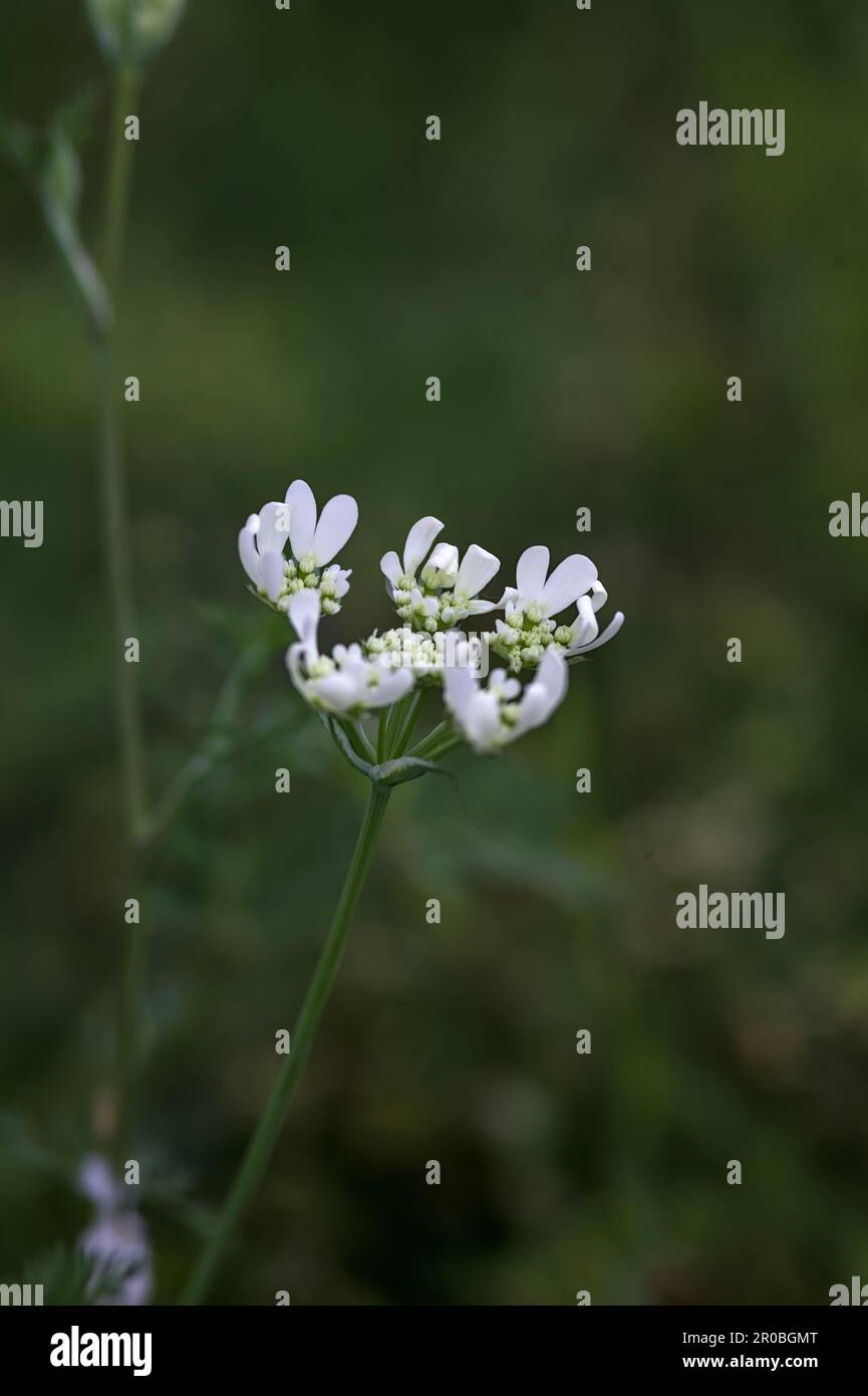White wildflowers in bloom seen up close Stock Photo - Alamy