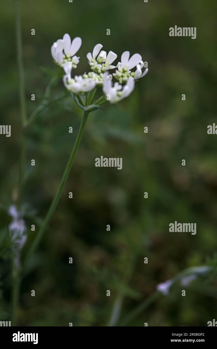 White wildflowers in bloom seen up close Stock Photo - Alamy