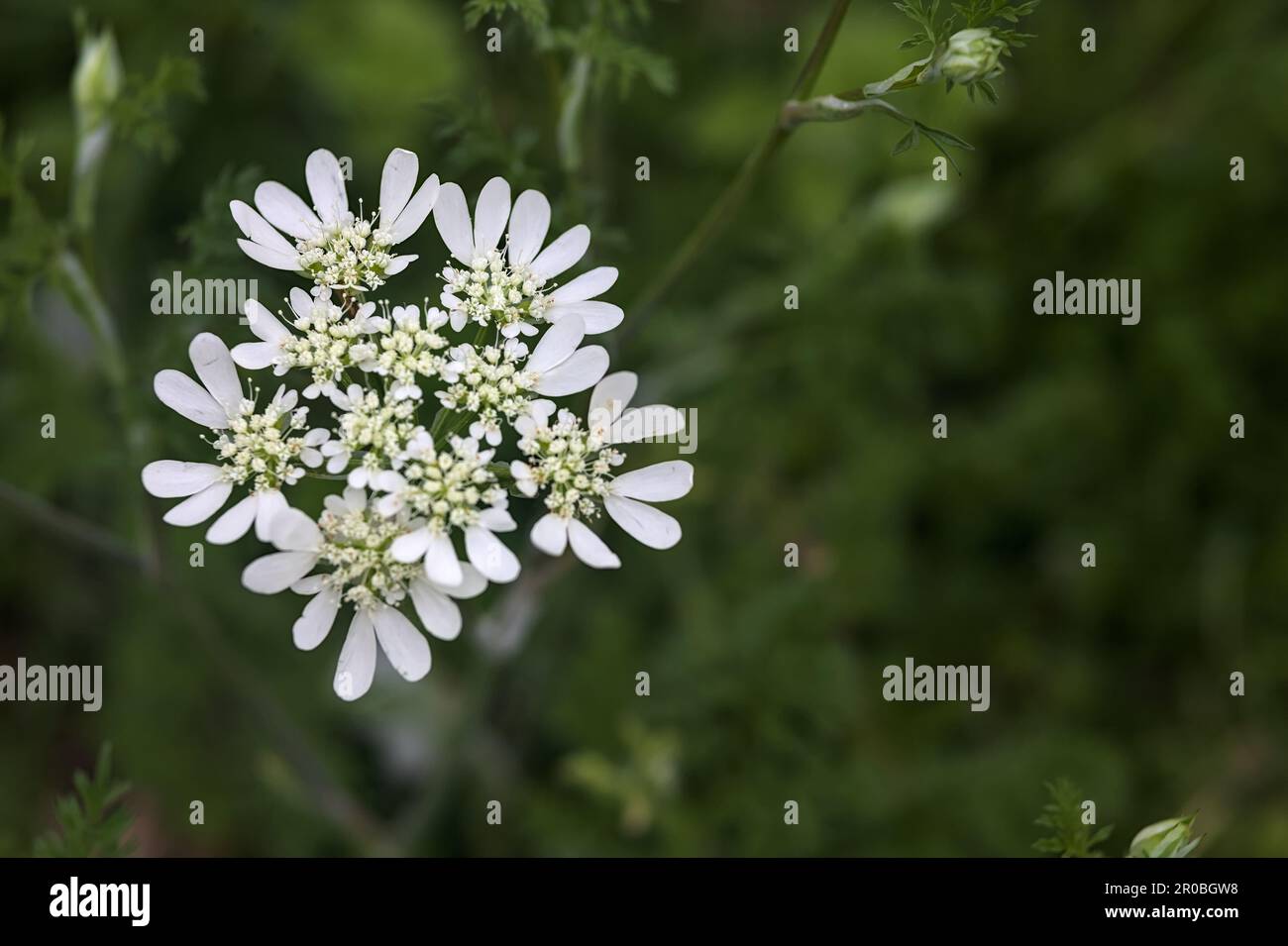 White wildflowers in bloom seen up close Stock Photo - Alamy