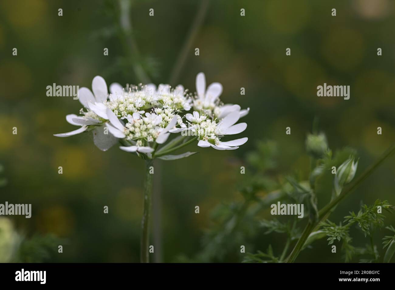 White wildflowers in bloom seen up close Stock Photo - Alamy