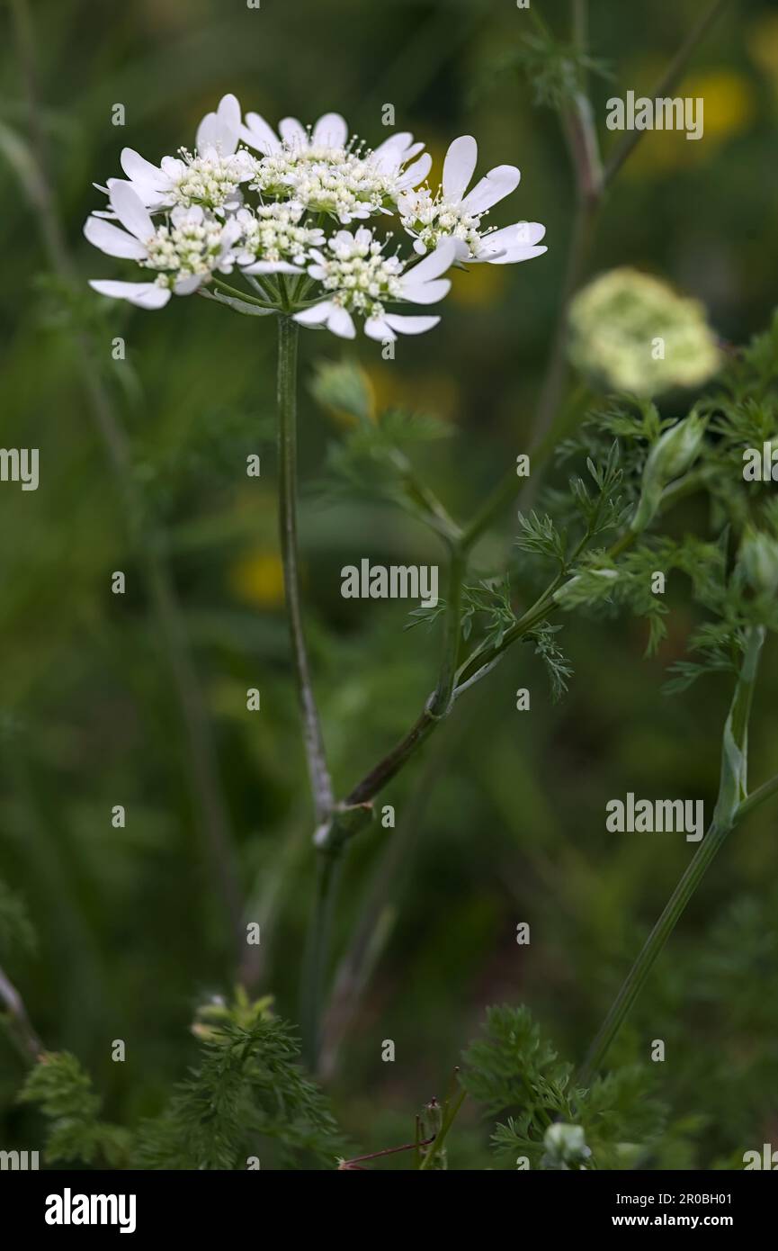 White wildflowers in bloom seen up close Stock Photo - Alamy