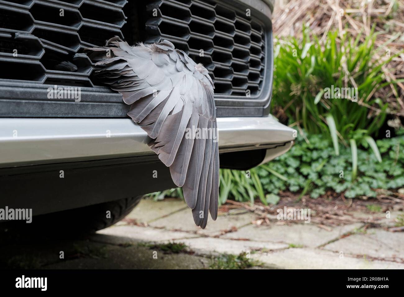 Wing of a dead pigeon in the grille of a car. The bird was hit by the ...