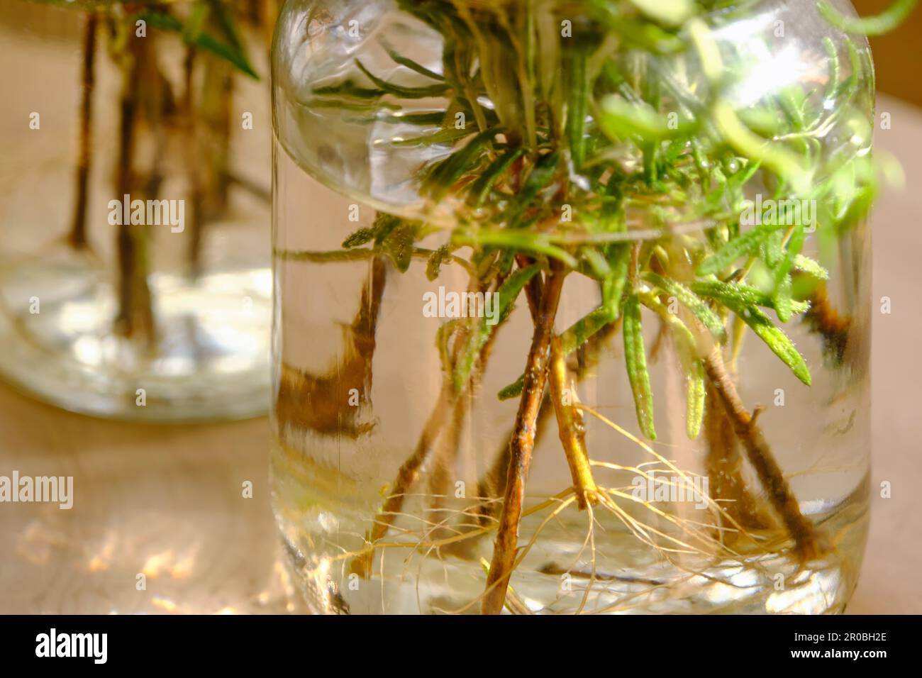 Closeup of rooting rosemary or salvia rosmarinus cuttings in glass jars with water on a wooden table. Home gardening concept. Stock Photo