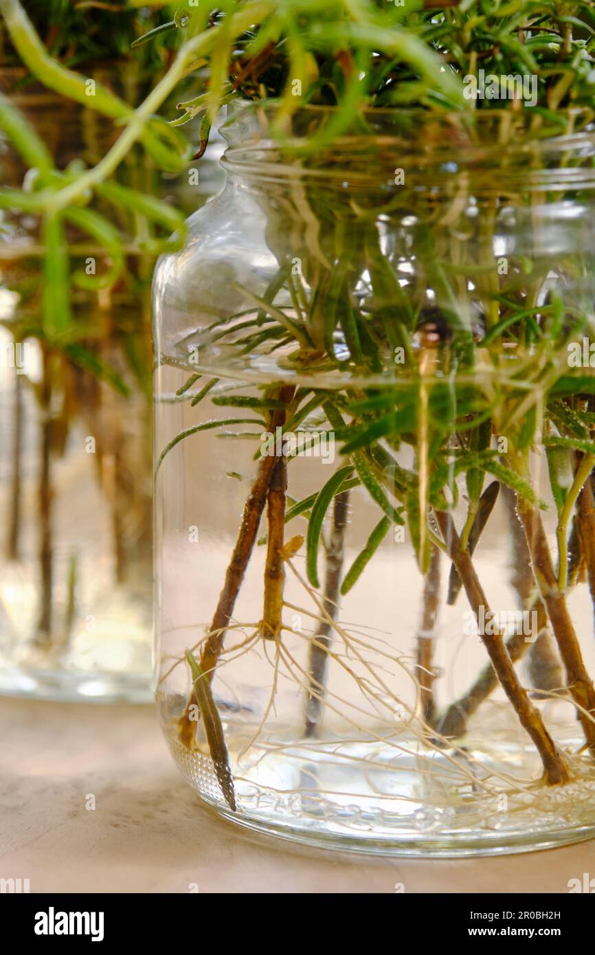 Closeup of rooting rosemary or salvia rosmarinus cuttings in glass jars with water on a wooden table. Home gardening concept. Stock Photo