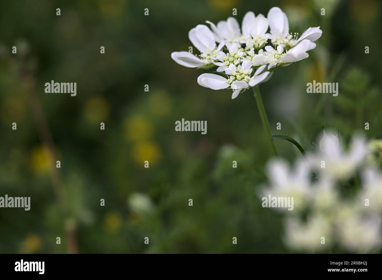 White wildflowers in bloom seen up close Stock Photo - Alamy