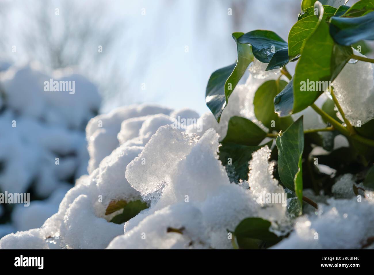 Backlit melting snow on green ivy or hedera leaves in early spring under a blue sky Stock Photo