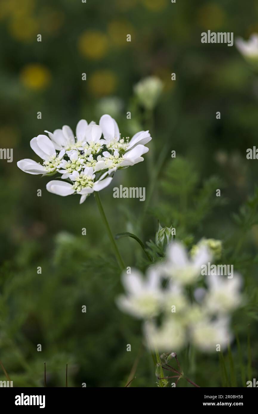 White wildflowers in bloom seen up close Stock Photo - Alamy