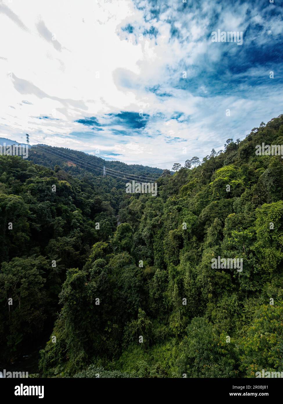 Beautiful rainforest trees, biodiversity in Malaysia Stock Photo Alamy