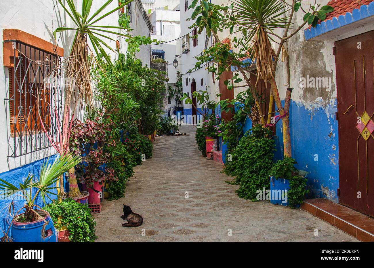 Traditional White berber houses in asilah, Morocco. asilah is a city i