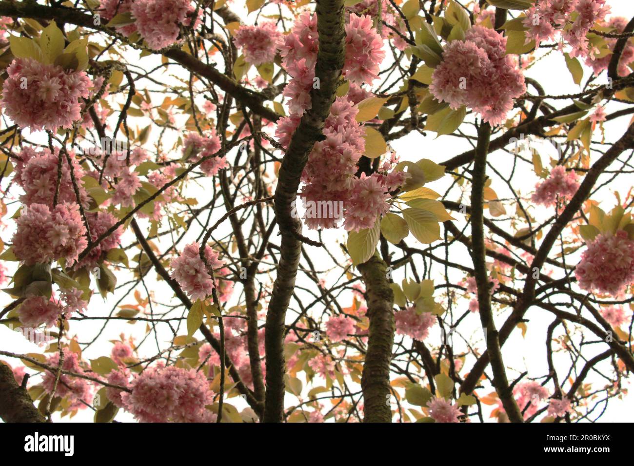 Kwanzan Cherry tree in bloom Stock Photo
