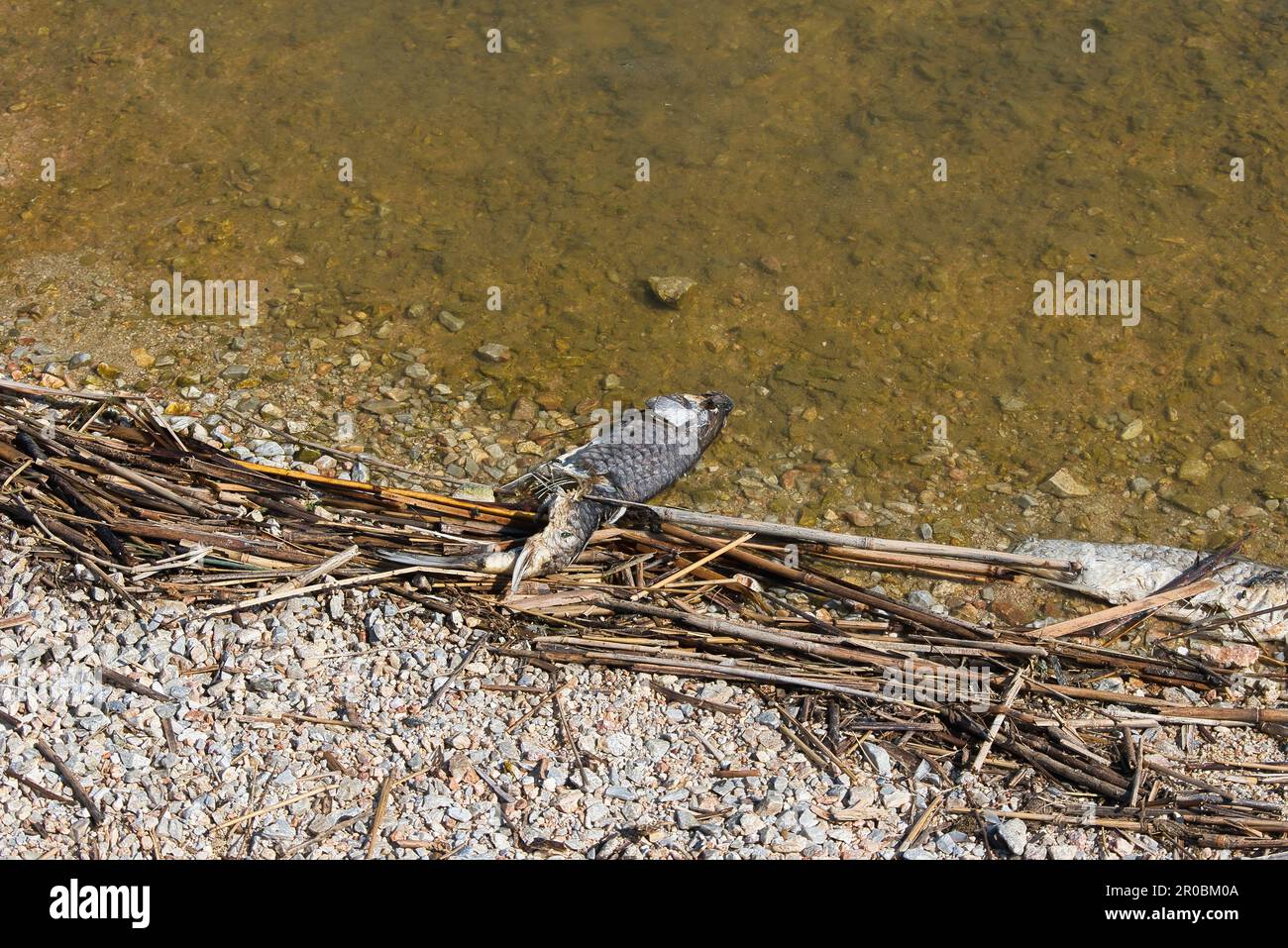 dead fish in Lake Karla due to water shortage, effects of water