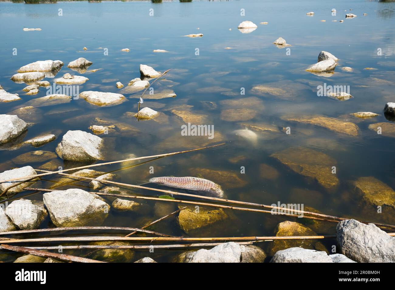 dead fish in Lake Karla due to water shortage, effects of water