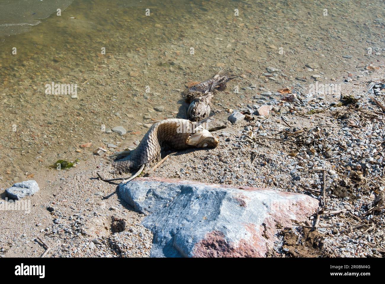 dead fish in Lake Karla due to water shortage, effects of water