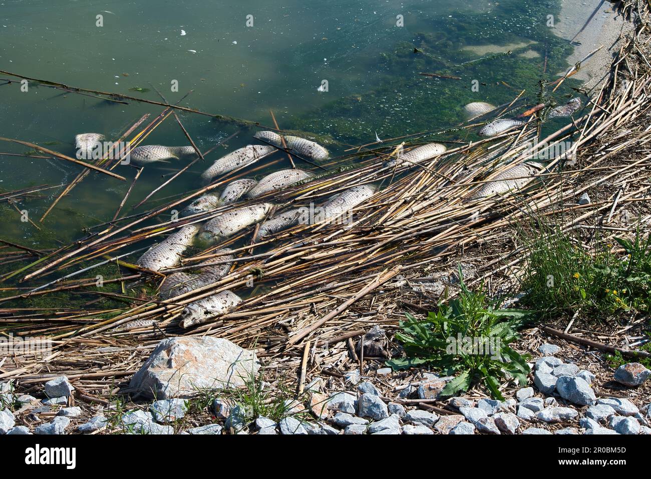 dead fish in Lake Karla due to water shortage, effects of water