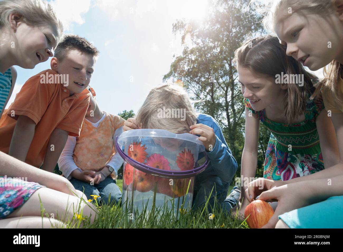 Boy trying to take apple out of a bucket with their mouth, Munich, Bavaria, Germany Stock Photo