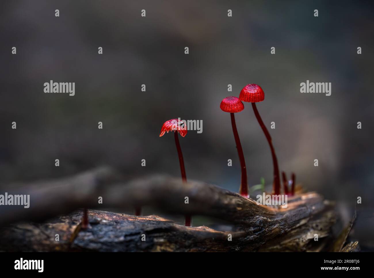 Ruby Bonnet (Cruentomycena viscidocruenta), tiny bright red mushrooms found in the forest floor in Auckland. Stock Photo