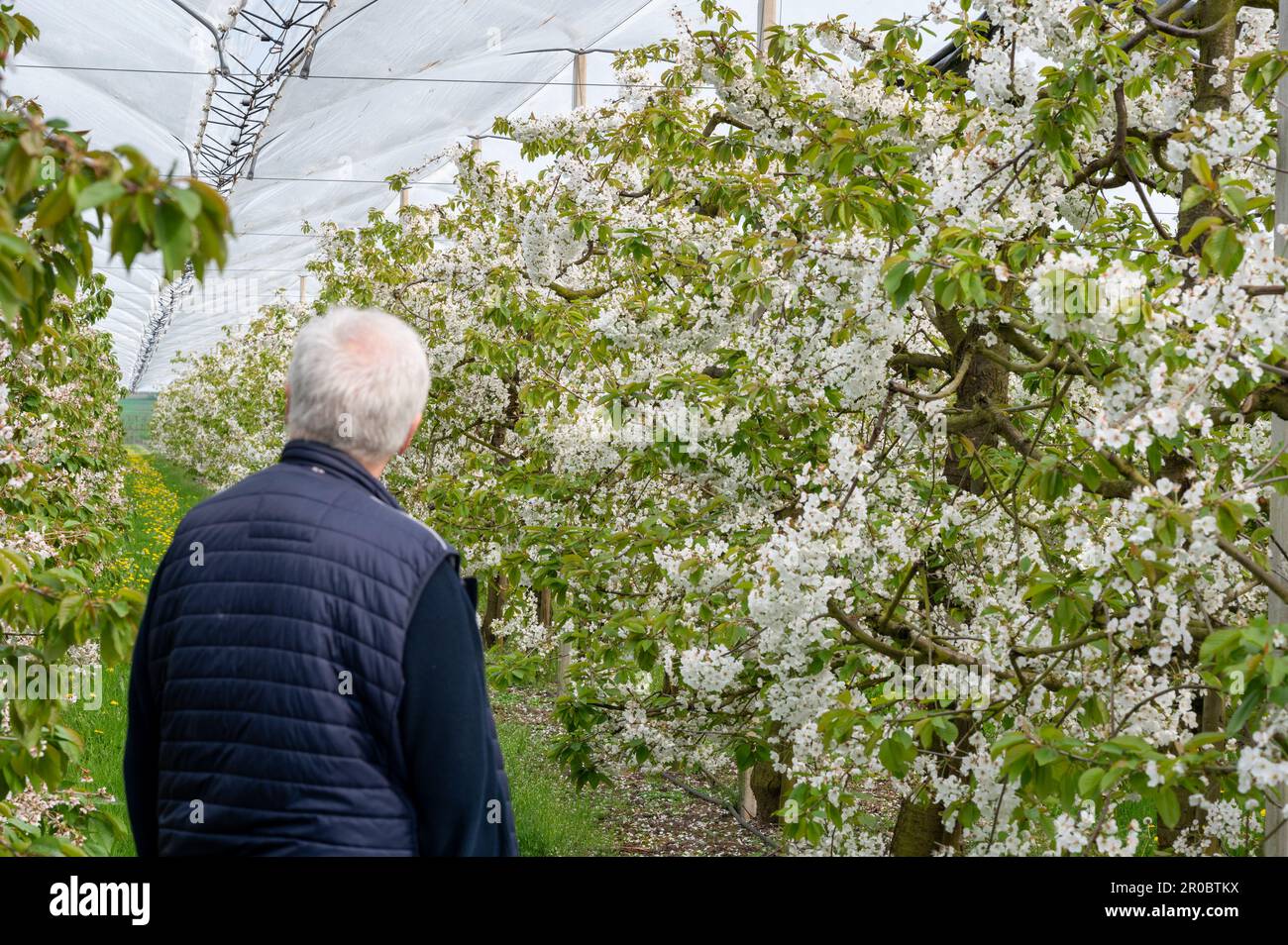 Cherry trees in full bloom in Germany. Farmer inspecting the orchard. Stock Photo