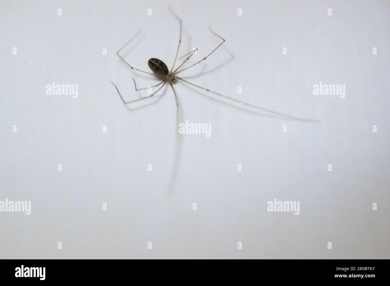 A daddy long legs spider (Pholcus phalangioides) on bathroom tile inside the home. Stock Photo