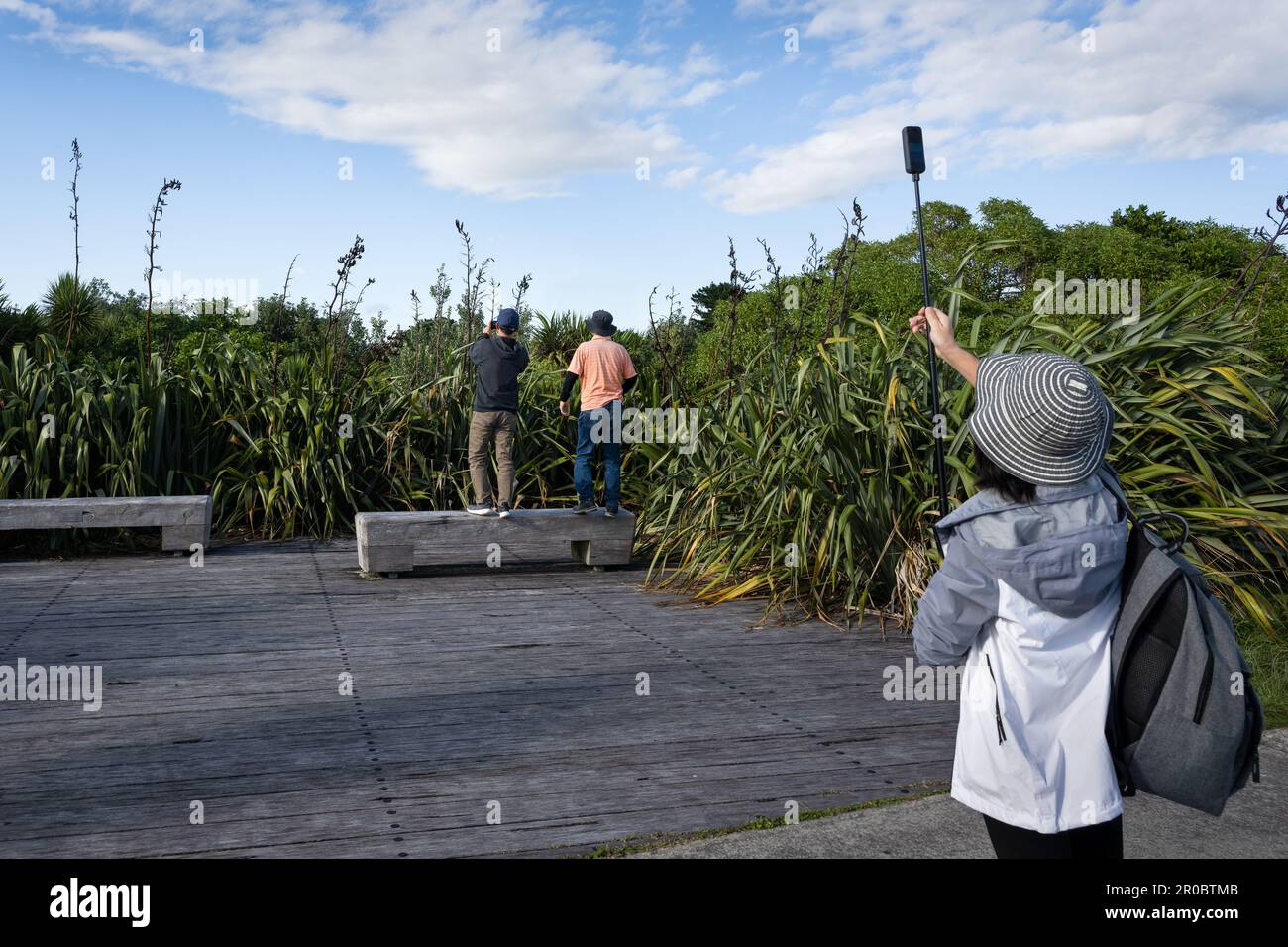 People looking over flax plants and taking photos at New Plymouth Coastal Walkway. Concept of something interesting over there. Stock Photo