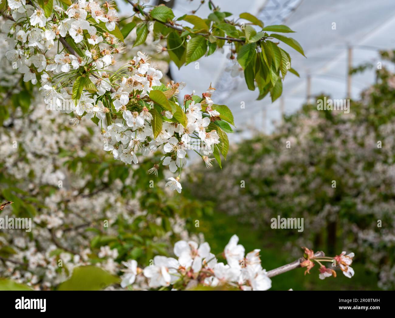 Cherry trees in full bloom in Germany. Orchard covered by a protection net. Stock Photo