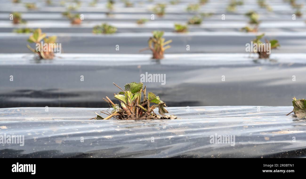 Strawberry field in Germany. Seedling placed on rows covered by a plastic tarp. Stock Photo