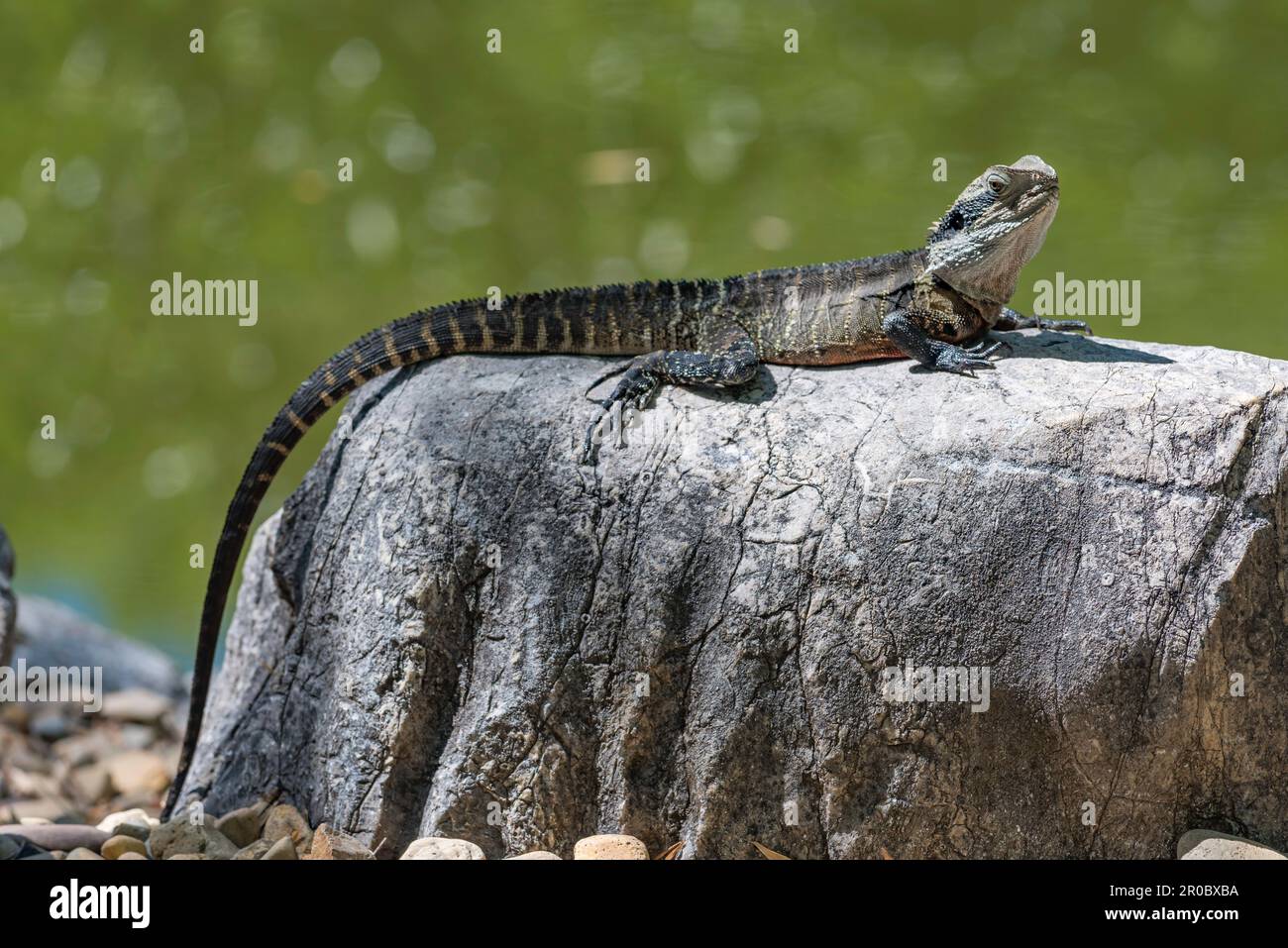 An Eastern Water Dragon, (Physignathus lesueurii lesueuriii) basking in the Summer sun at the Chinese Gardens of Friendship in Sydney, Australia Stock Photo
