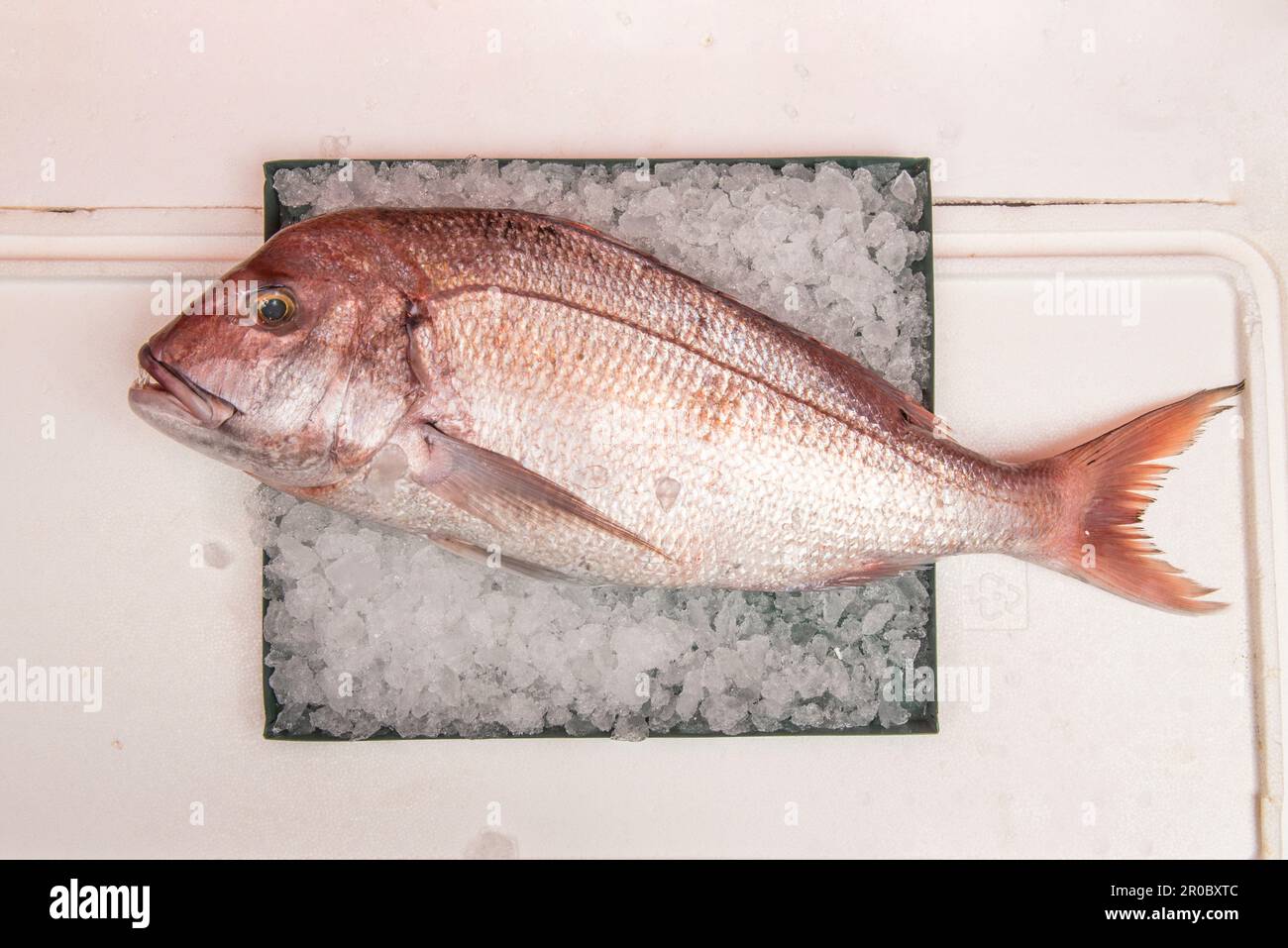 Atlantic Red Snapper