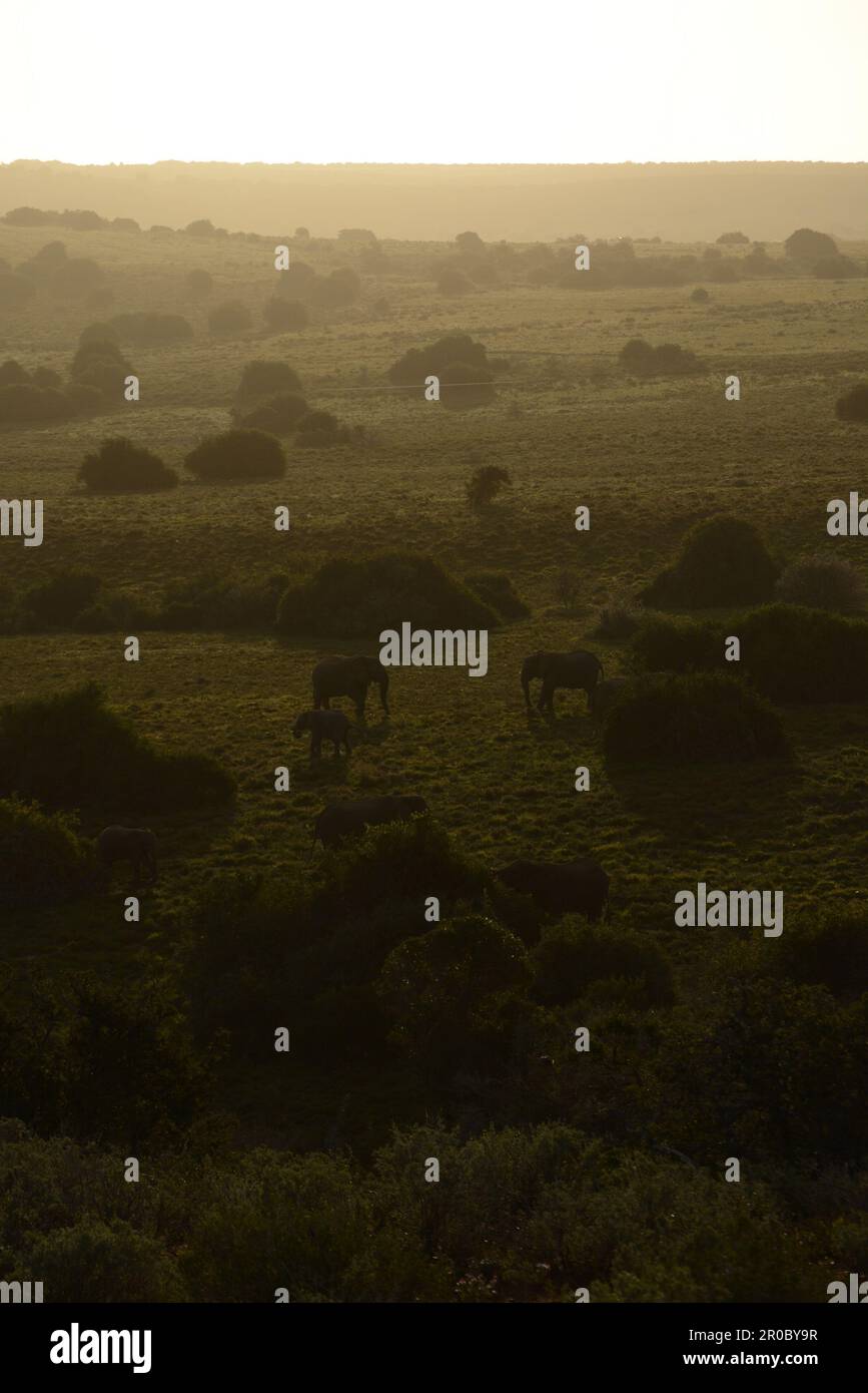 Africa safari animals sunset hi-res stock photography and images - Alamy
