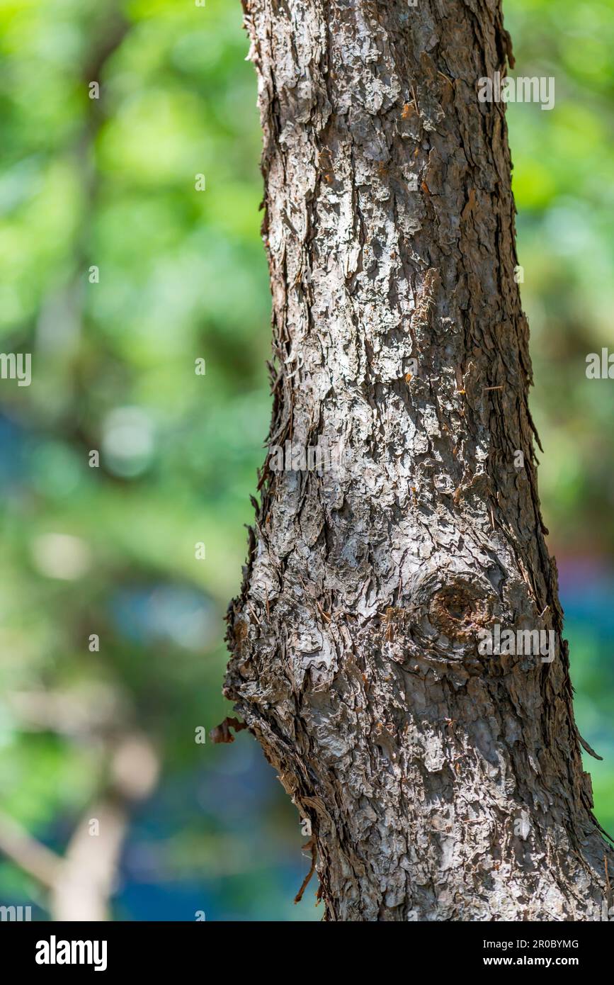 Black Pine (Pinus Thumbergii) growing in the Chinese Gardens of Friendship in central Sydney City, Australia Stock Photo