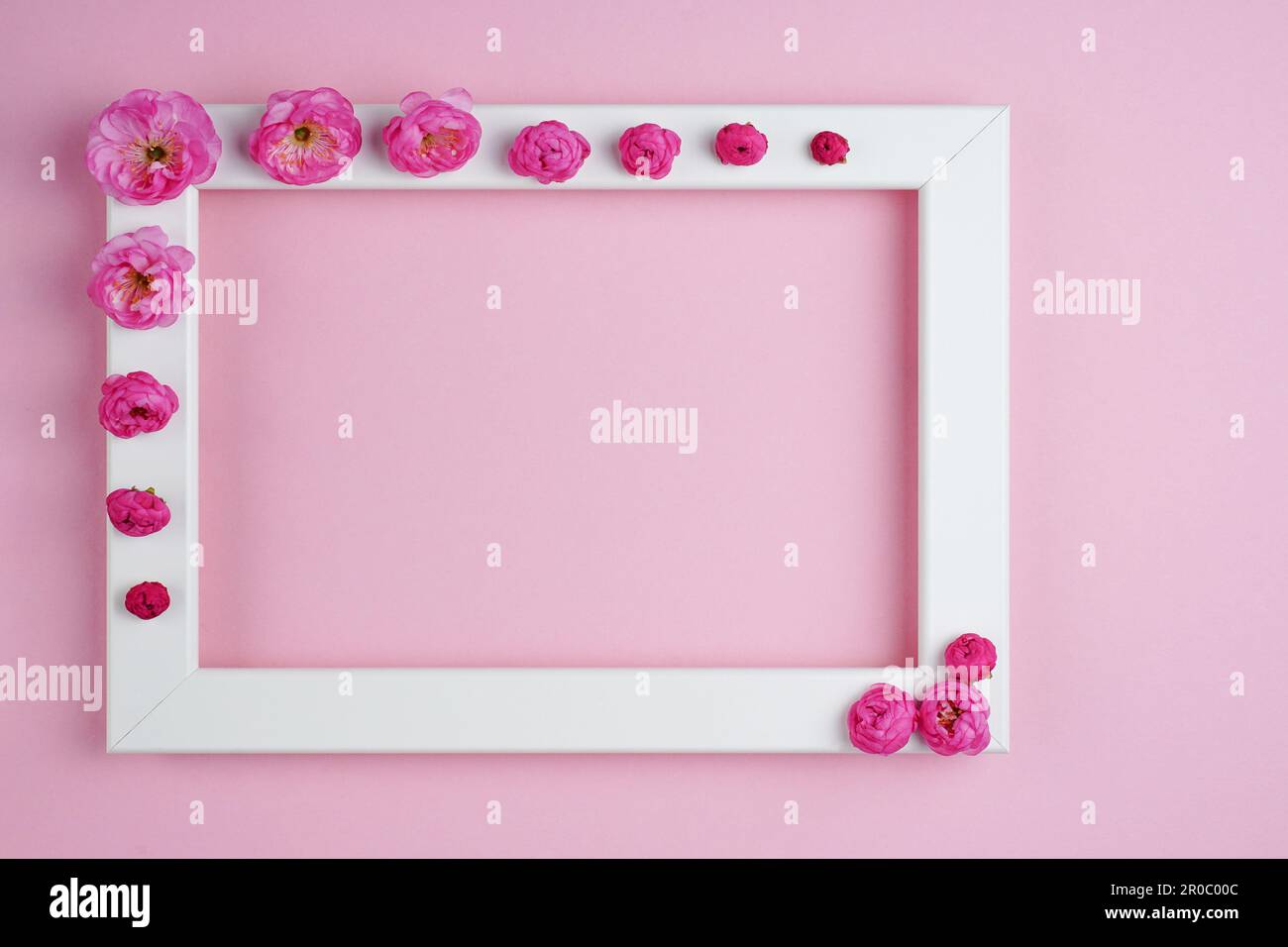 Flat lay, creative layout of white frame with blossoms and buds of sakura a pink background. Prunus Triloba Louiseania. Mockup. Copy space Stock Photo