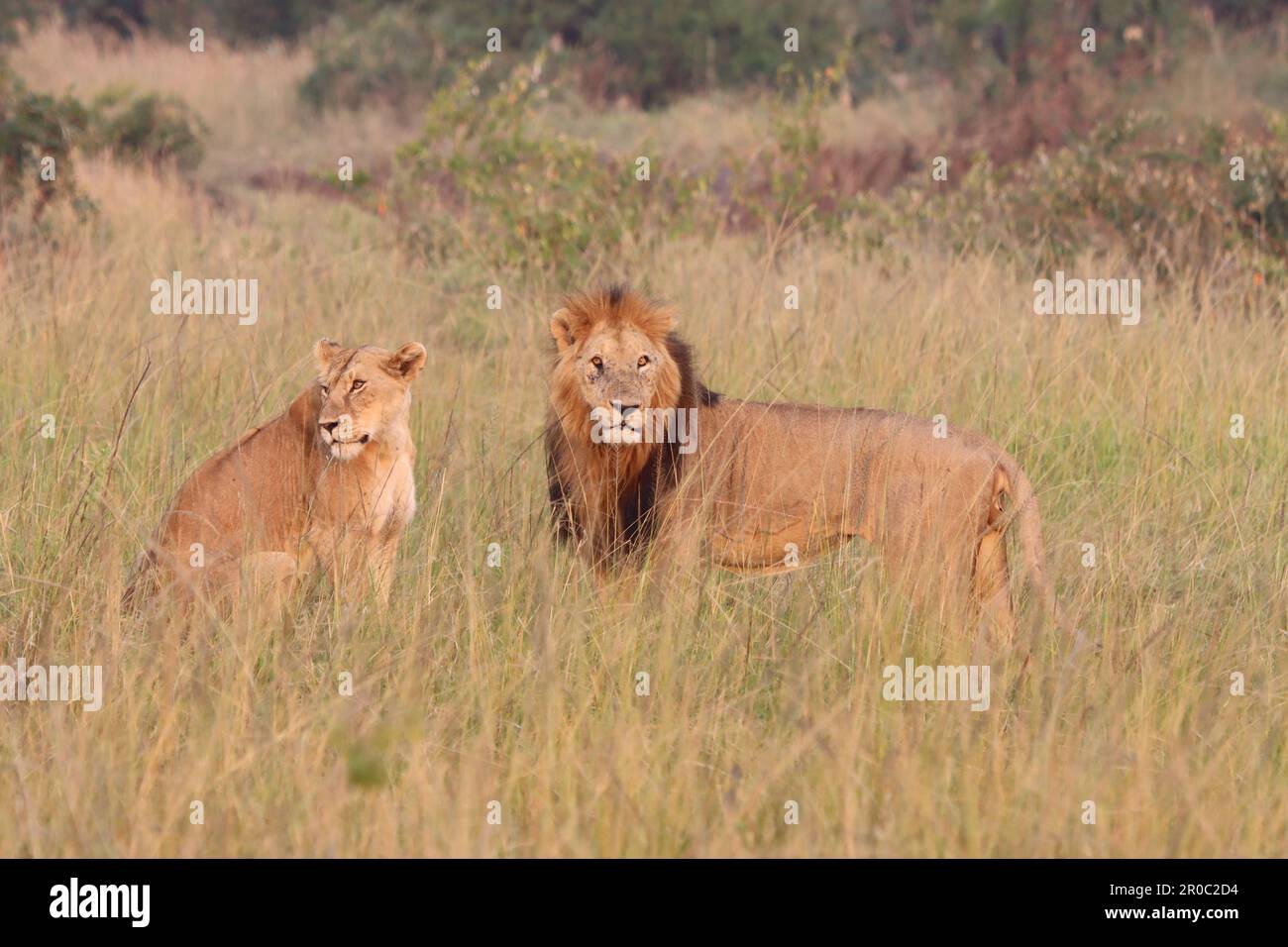 Lion and Lioness on Masai Mara National Park Kenya Africa Stock Photo ...