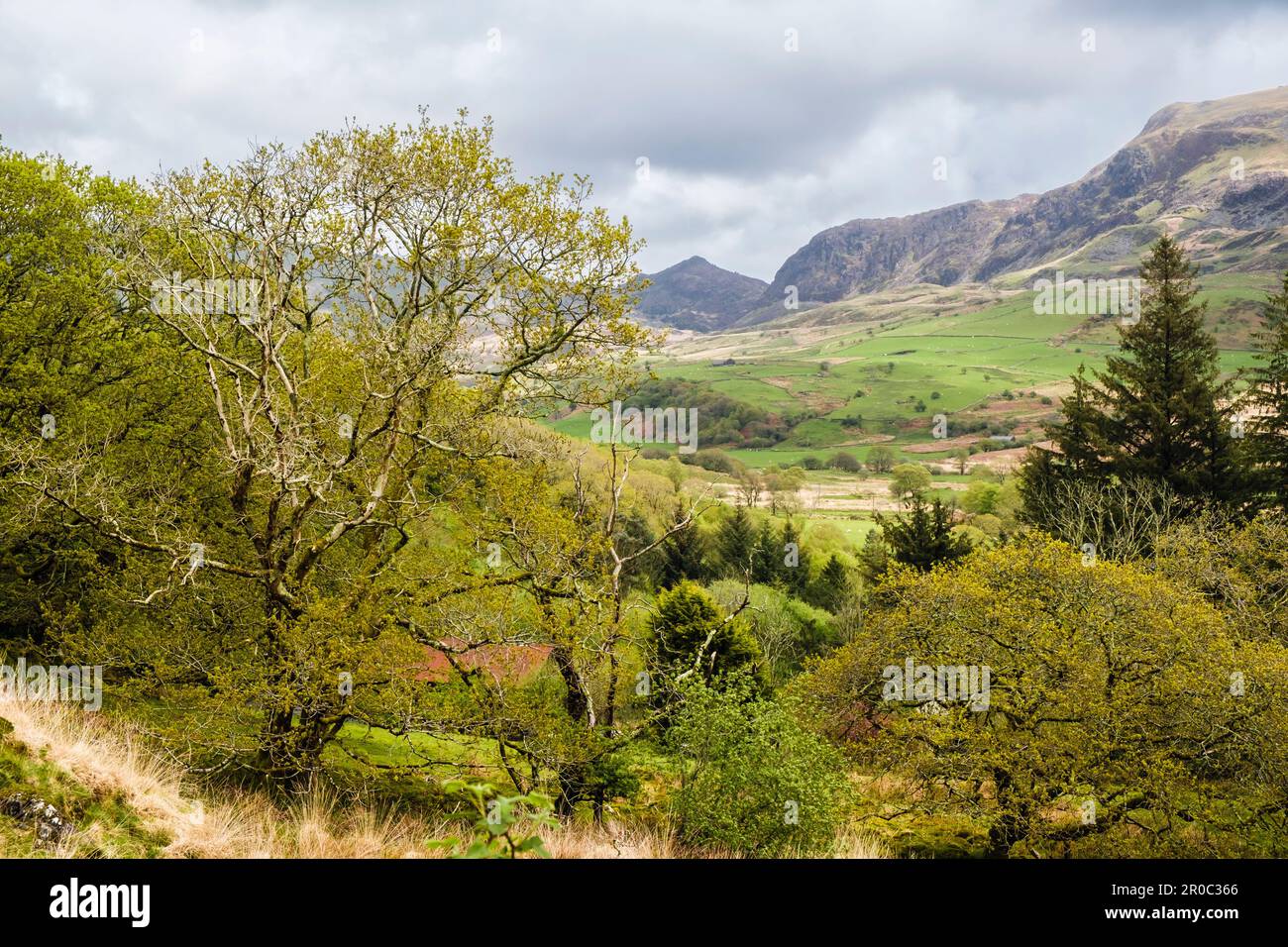 View up Cwm Pennant valley from wooded hillside in Snowdonia National Park. Llanfihangel-y-pennant, Porthmadog, Gwynedd, North Wales, UK, Britain Stock Photo