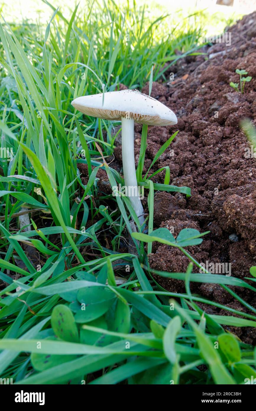 The white mushroom with a thin stem growing in the grass, Stubble Rosegill - Volvariella gloiocephala or similar Stock Photo