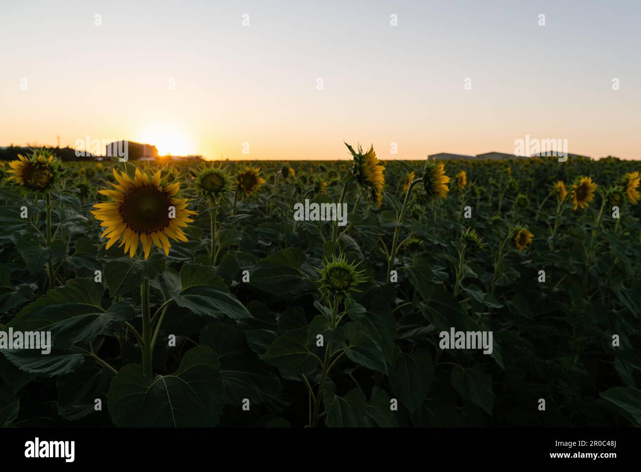 Field of sunflowers with farm on a horizon. High quality photo Stock