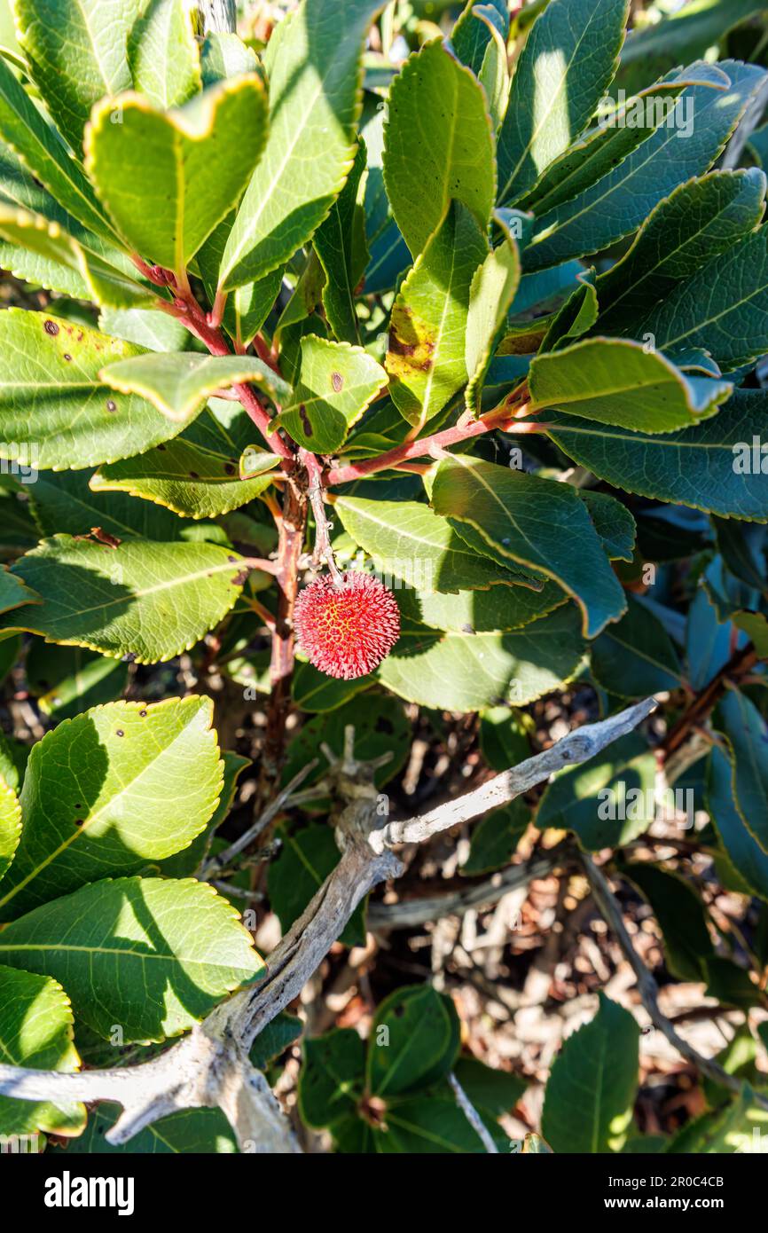 Strawberry tree fruit growing on an evergreen shrub in Sardinia, Italy