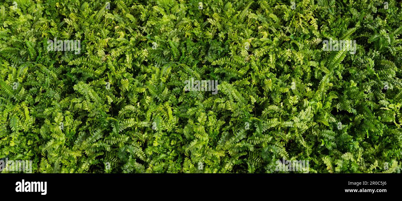 Green Fern wall. Background green plants. High quality photo Stock Photo
