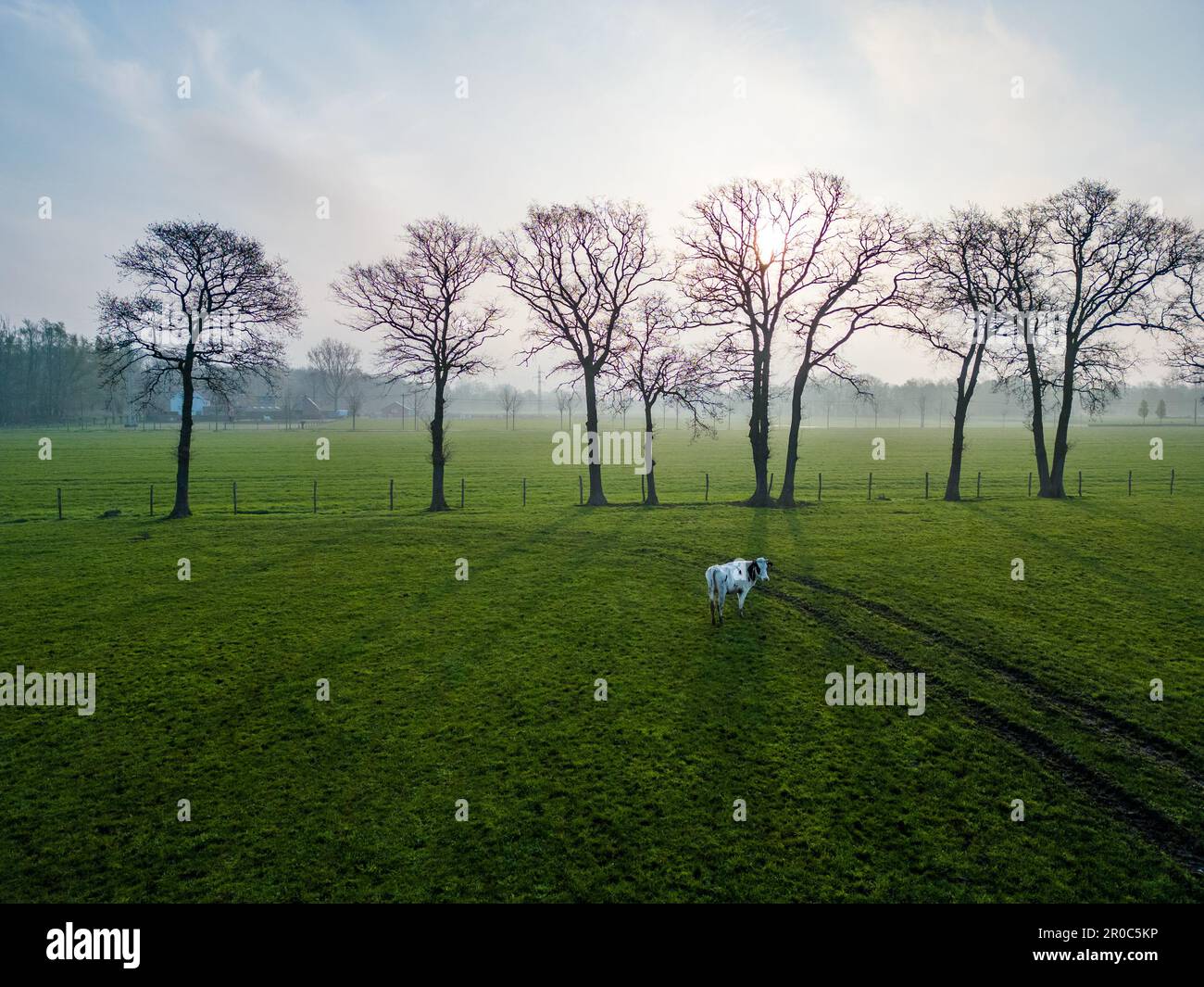 Aerial view panorama of grazing cows in a meadow with grass covered ...
