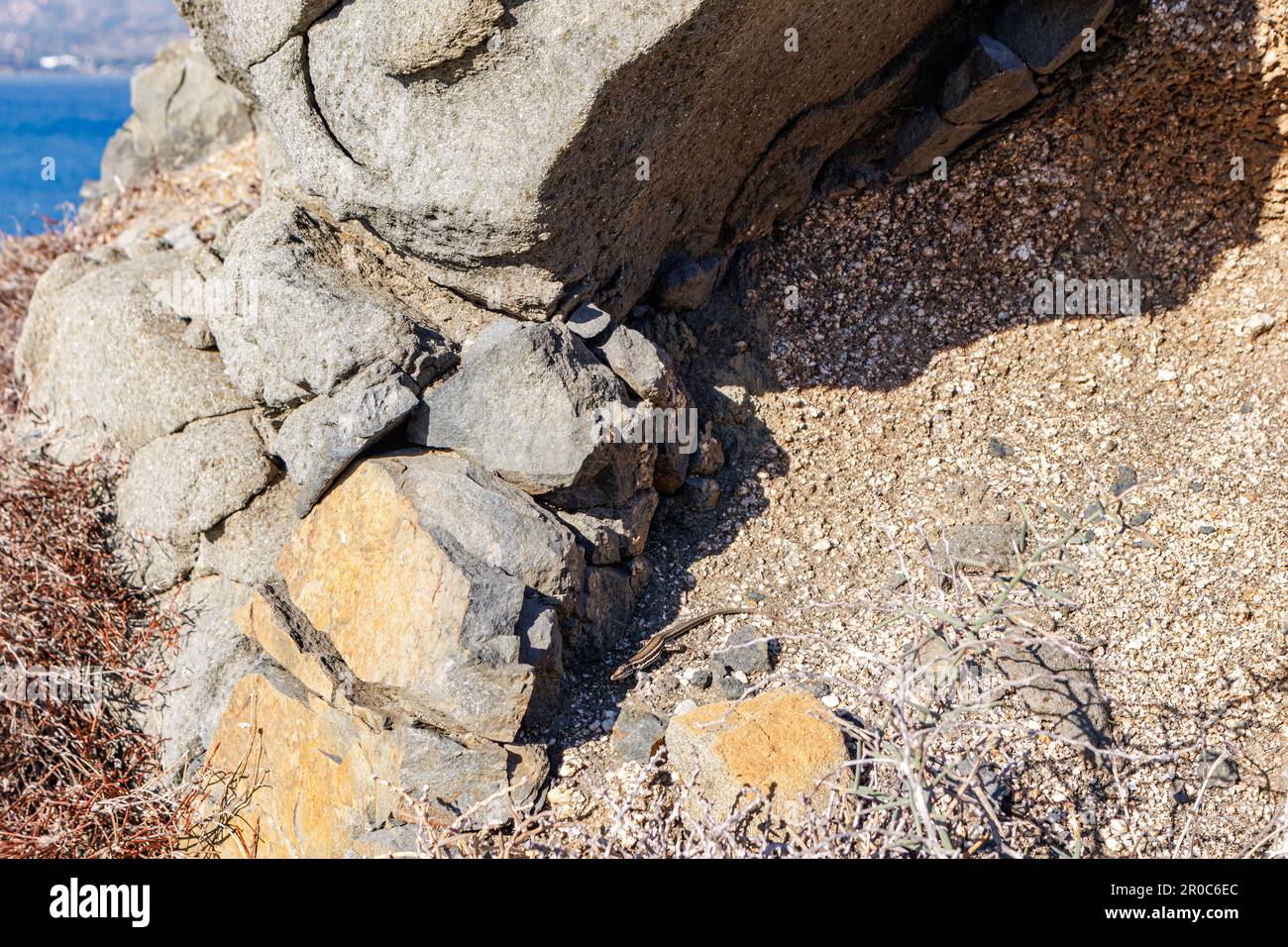wild lizard hiding in the shadow of the rocks on the island of Sardinia, Italy Stock Photo