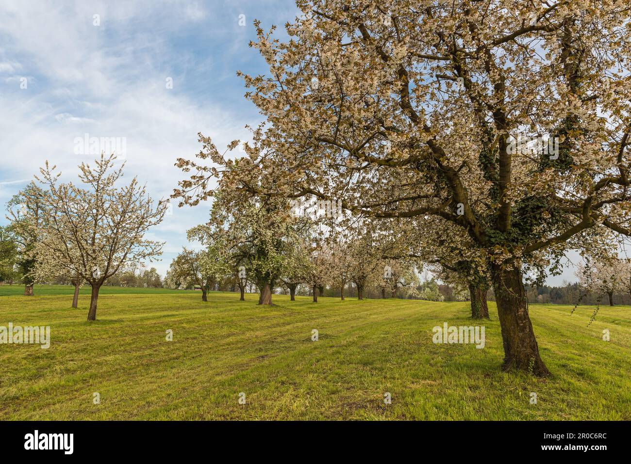 Blooming cherry tree garden (Prunus avium) in spring, Roggwil, Canton Thurgau, Switzerland Stock Photo