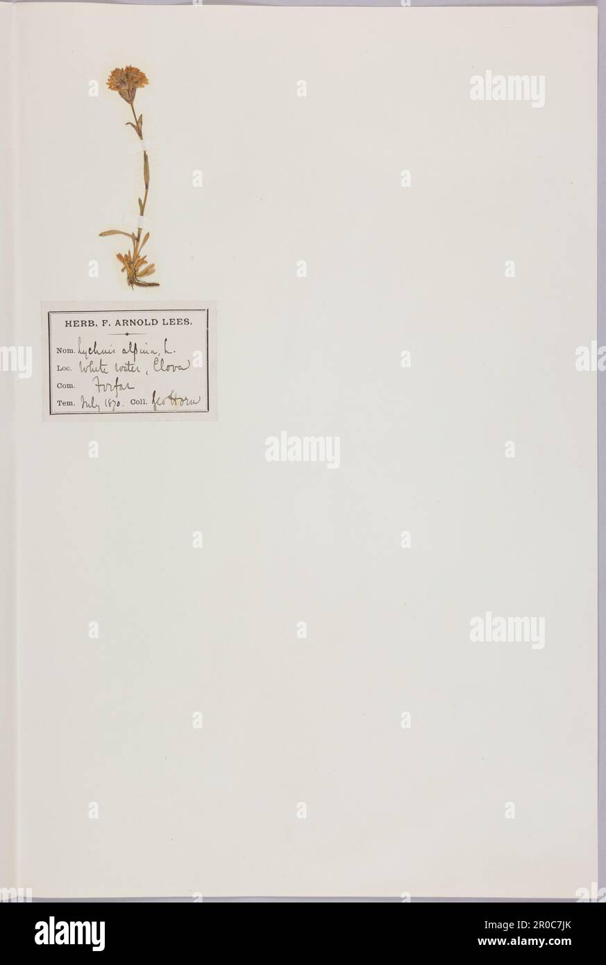 Alpine Catchfly (Lychnis alpina) herbarium sheet, 1870.. Changing Planet Exhibition, Thinktank 2021 Stock Photo