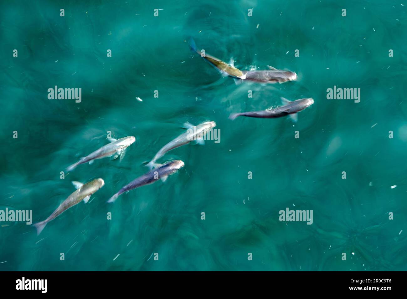 School of mullet fish long exposiure like a painting move effect Stock Photo