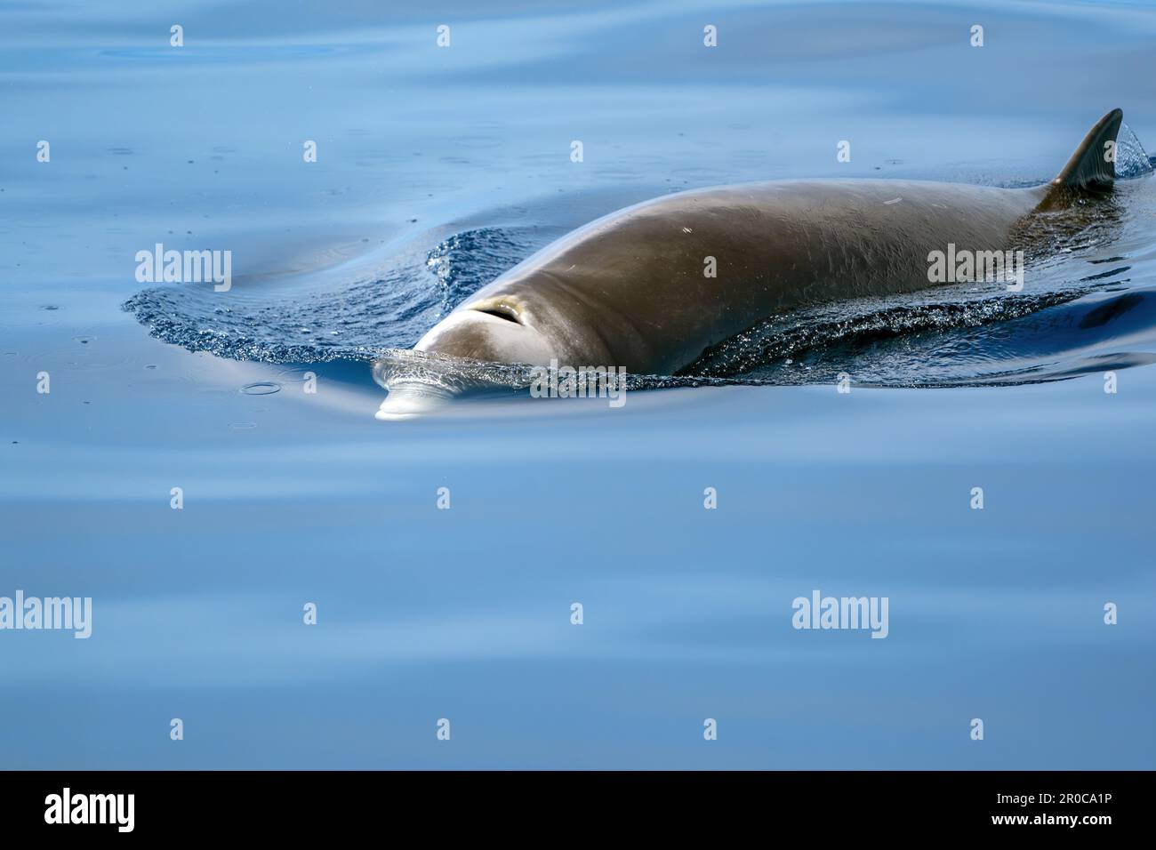 A Cuvier Beaked whale dolphin Ziphius cavirostris coming to you Stock Photo